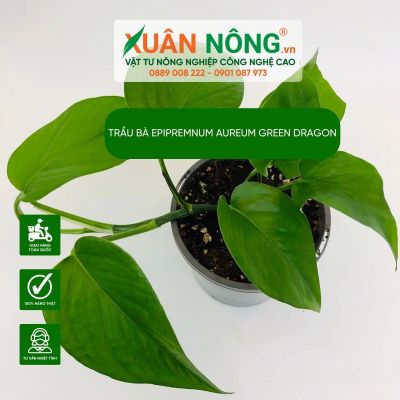 Đặc điểm, cách trồng, chăm sóc trầu bà Epipremnum aureum Green Dragon