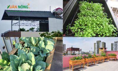Vườn rau trên mái nhà - giải pháp xanh cho đô thị