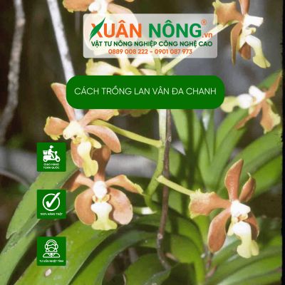 Cách trồng lan vân đa chanh năng suất cao