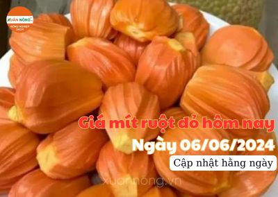 Giá mít ruột đỏ hôm nay ngày 06/06/2024