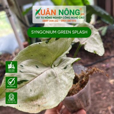 Syngonium Green Splash: Đặc điểm, cách trồng và chăm sóc