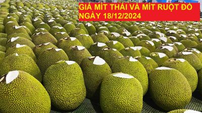 GIÁ MÍT THÁI VÀ MÍT RUỘT ĐỎ HÔM NAY NGÀY 18/12/2024