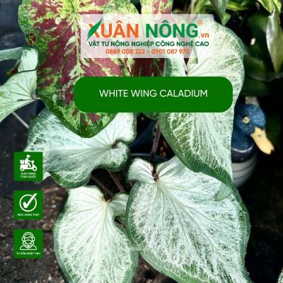 Hướng dẫn cách trồng, chăm sóc cây White Wing Caladium hiệu quả