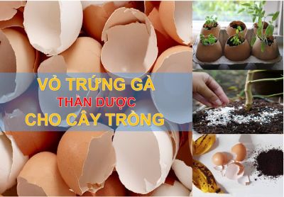 Công dụng và cách xử lý vỏ trứng bón cho cây trồng