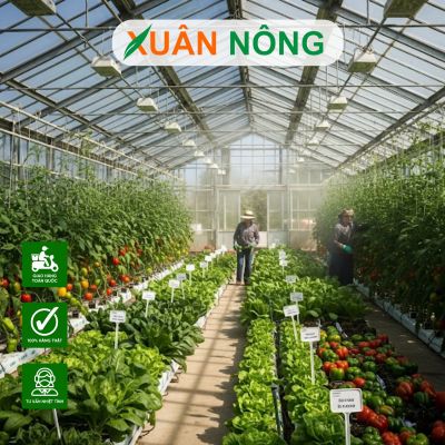 Thi công nhà màng trồng rau ở Cần Thơ
