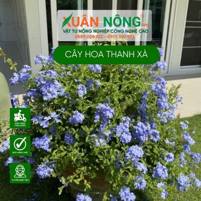 Cây hoa thanh xà: Đặc điểm, ý nghĩa, cách trồng và chăm sóc