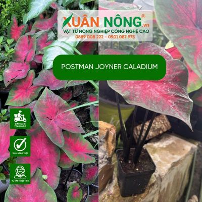 Bí quyết trồng và chăm sóc cây Postman Joyner Caladium