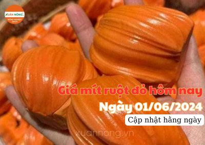 Giá mít ruột đỏ hôm nay ngày 01/06/2024