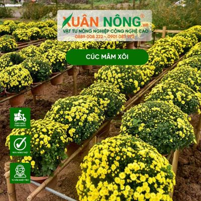 Bón phân trùn quế giúp cúc mâm xôi ra nụ hiệu quả