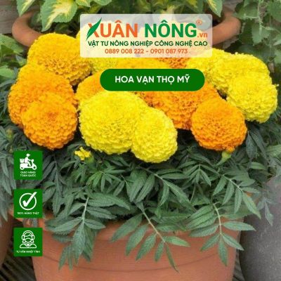 Cách trồng hoa vạn thọ Mỹ hoa to, màu đẹp