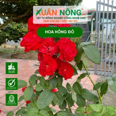 Hoa hồng đỏ: Ý nghĩa, cách trồng và chăm sóc