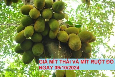 GIÁ MÍT THÁI VÀ MÍT RUỘT ĐỎ HÔM NAY NGÀY 09/10/2024