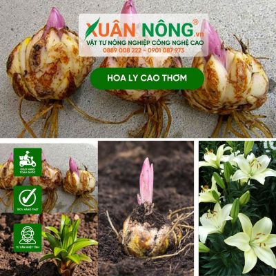 Hướng dẫn chi tiết cách trồng hoa ly cao thơm