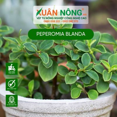 Peperomia Blanda: Đặc điểm, cách trồng và chăm sóc