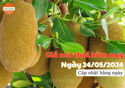 Giá mít thái hôm nay ngày 24/05/2024