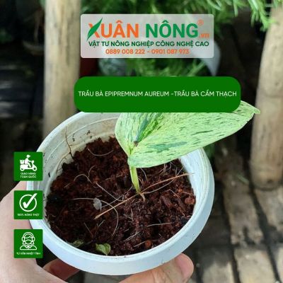 Epipremnum aureum: Đặc điểm, cách trồng và chăm sóc