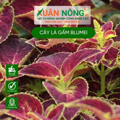 Cách chăm sóc cây Coleus scutellarioides Blumei (Lá Gấm Blumei)