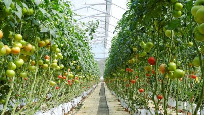 Trồng cà chua trong nhà màng mang lại hiệu quả kinh tế cao