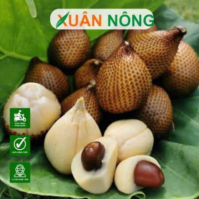 Mây Indo (Salak): Đặc điểm, công dụng, cách trồng và chăm sóc