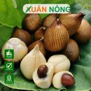 Mây Indo (Salak): Đặc điểm, công dụng, cách trồng và chăm sóc