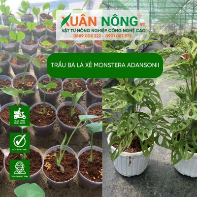 Cách trồng và chăm sóc trầu bà lá xẻ Monstera Adansonii