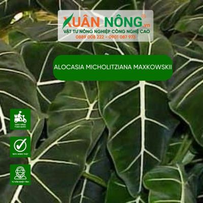 Alocasia micholitziana maxkowskii: Đặc điểm, cách trồng và chăm sóc