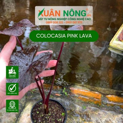 Colocasia Pink Lava: Đặc điểm, cách trồng và chăm sóc