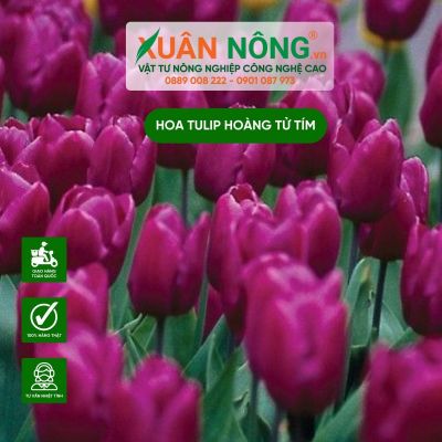 Sự thật về Hoa Tulip Hoàng Tử Tím bạn đã biết chưa