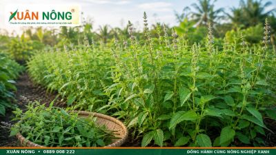 Rau Kinh Giới &ndash; Đặc Điểm, C&ocirc;ng Dụng V&agrave; C&aacute;ch Trồng