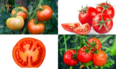Kỹ thuật trồng cà chua tại nhà sai trĩu quả
