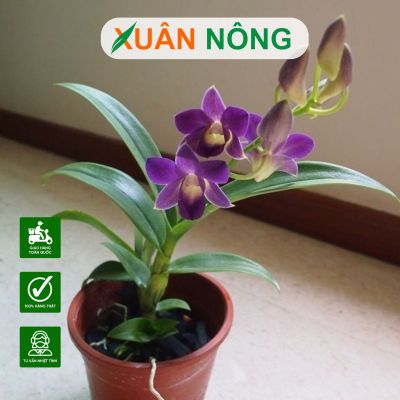 Combo vật tư trồng lan đầy đủ, chất lượng, tiết kiệm