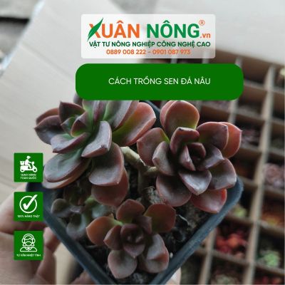 Hướng dẫn cách trồng sen đá nâu đạt hiểu quả cao