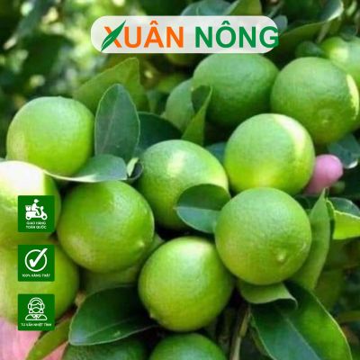 Bí quyết trồng chanh chùm Tứ quý sai trĩu quả