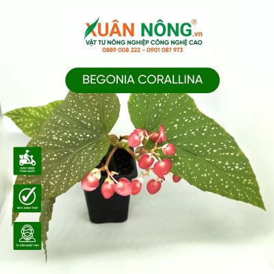 Begonia corallina: Đặc điểm, cách trồng và chăm sóc