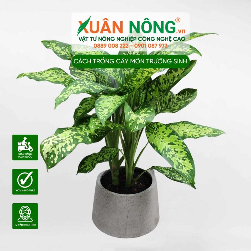 Đặc điểm, ý nghĩa và cách chăm sóc cây Môn Trường Sinh (Dieffenbachia)