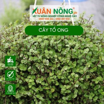 Cây tổ ong: Đặc điểm, công dụng, cách trồng và chăm sóc