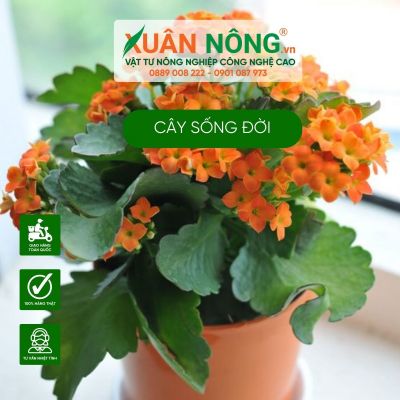 Cây sống đời: Ý nghĩa, tác dụng, cách trồng và chăm sóc