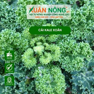 Cách trồng cải Kale xoăn xanh tại nhà cực dễ