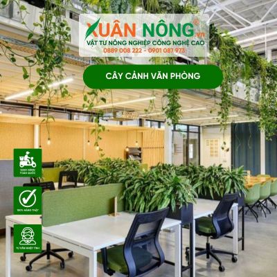 Bí mật về cây cảnh văn phòng dân công sở nên biết