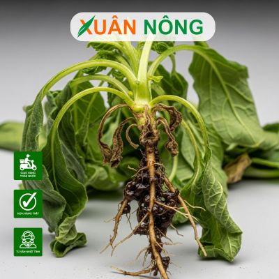 Phòng bệnh héo xanh, cháy lá cho cây trồng đúng cách
