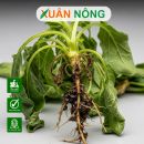 Phòng bệnh héo xanh, cháy lá cho cây trồng đúng cách