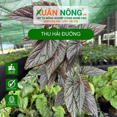 Thu hải đường - Begonia: Ý nghĩa, cách trồng và chăm sóc