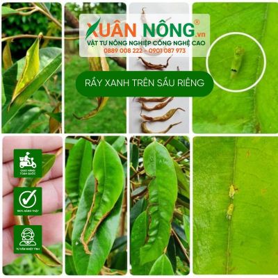 Lưu ý phòng trừ rầy xanh gây hại sầu riêng