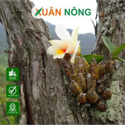 Top 35 loại hoa lan rừng đẹp nhất, dễ trồng tại nhà