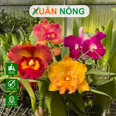 Top 35 loại hoa lan đẹp, dễ chăm, được yêu thích nhất