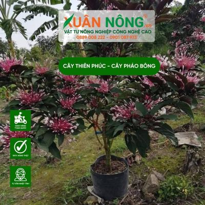 Cây Thiên Phúc - Cây Pháo Bông: Cách trồng và chăm sóc