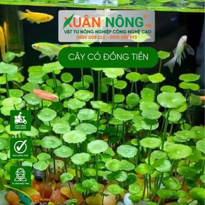 Cây cỏ đồng tiền: Ý nghĩa, cách trồng, chăm sóc rất đơn giản