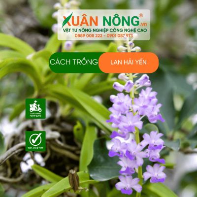 Cách trồng lan Hải yến năng suất cao