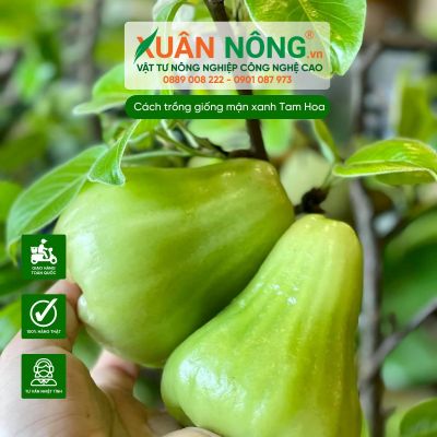 Cách trồng và chăm sóc giống mận xanh Tam Hoa