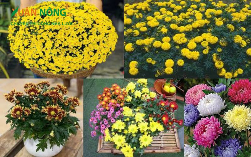 Các loại hoa cúc tết đẹp được ưa thích